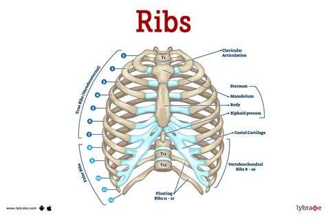 how many ribs are in the human body|Rib .